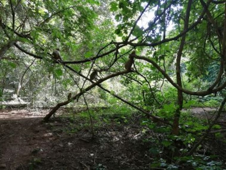 Ananthagiri Forest-4